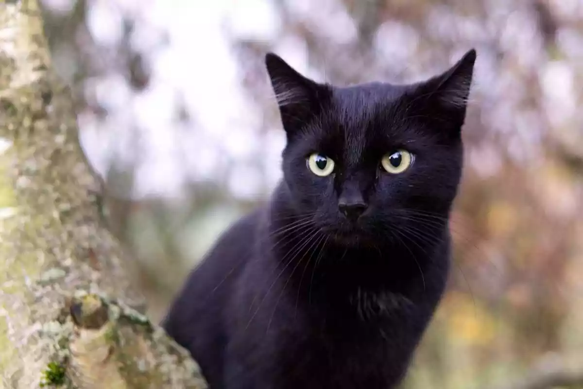Gato negro mirando a cámara